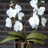 Orchidee van crêpapier